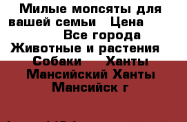 Милые мопсяты для вашей семьи › Цена ­ 20 000 - Все города Животные и растения » Собаки   . Ханты-Мансийский,Ханты-Мансийск г.